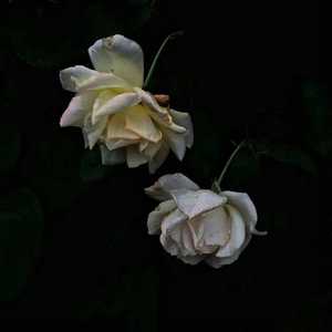 第四色播新网站
