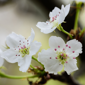 第四色播新网站
